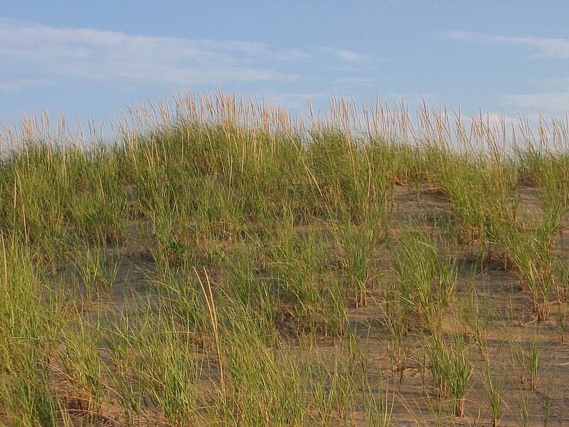 Sept 10, 2002 - Parker River National Wildlife Refuge, Plum Island, Massachusetts.