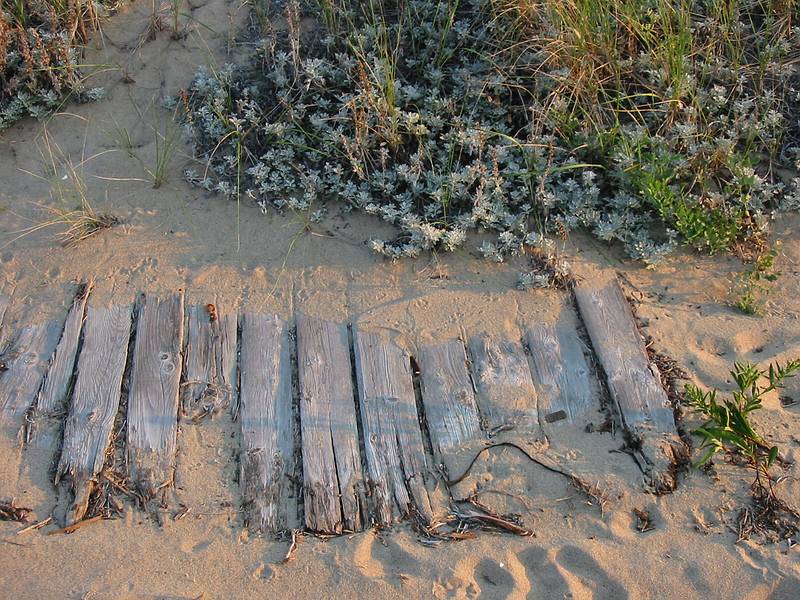 Sept 10, 2002 - Parker River National Wildlife Refuge, Plum Island, Massachusetts.<br />Part of the old parking lot 3 boardwalk.