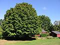 Sept 28, 2002 - Merrimac, Massachusetts.<br />Trees on property on Church Street across from Winter Street.