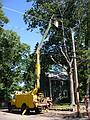 Oct 8, 2002 - Merrimac, Massachusetts.<br />Tree being taken down on the corner of Grove and Woodland Streets.