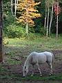 Oct 10, 2002 - Merrimac, Massachusetts.<br />Kings Grant Farm on Church Street.