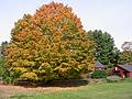 Oct 19, 2002 - Merrimac, Massachusetts.<br />Maple trees on property on Church Street opposite Winter Street.