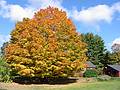 Oct 20, 2002 - Merrimac, Massachusetts.<br />Maples on property on Church Street opposite Winter Street.