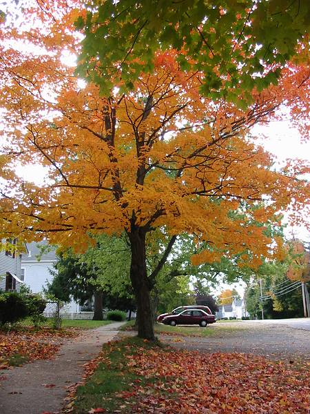 Oct 20, 2002 - Merrimac, Massachusetts.<br />Maples on Church Street.