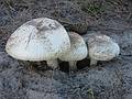 Oct 20, 2002 - Parker River National Wildlife Refuge, Plum Island, Massachusetts.<br />Pines Trail Area.