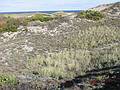 Oct 20, 2002 - Parker River National Wildlife Refuge, Plum Island, Massachusetts.<br />Hellcat Wildlife Observation Area.<br />View from boardwalk among dunes on the beach side.