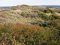 Oct 20, 2002 - Parker River National Wildlife Refuge, Plum Island, Massachusetts.<br />Hellcat Wildlife Observation Area.<br />View from boardwalk among dunes on the beach side.