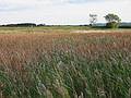 Oct 20, 2002 - Parker River National Wildlife Refuge, Plum Island, Massachusetts.<br />Hellcat Wildlife Observation Area.<br />View from boardwalk to observation blind.