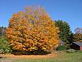 Oct 27, 2002 - Merrimac, Massachusetts.<br />Maples on property on Church Street opposite Winter Street.