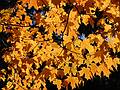 Oct 27, 2002 - Merrimac, Massachusetts.<br />Branch of a maple on Church Street.