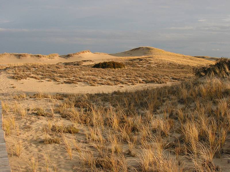 Nov. 11, 2002 - Off parking lot #3, Parker River National Wildlife Refuge, Plum Island, Massachusetts.