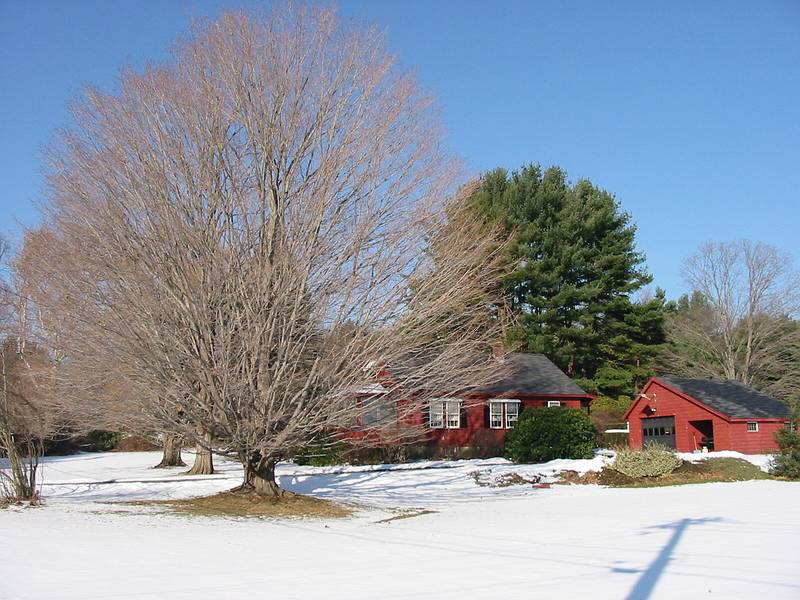Dec 8, 2002 - Merrimac, Massachusetts.<br />Maples on property on Church Street opposite Winter Street.