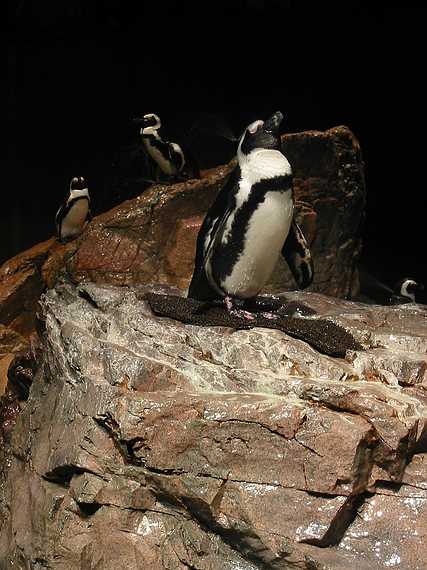 Jan 1, 2003 - New England Aquarium, Boston, Massachusetts