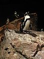 Jan 1, 2003 - New England Aquarium, Boston, Massachusetts