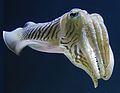Jan 1, 2003 - New England Aquarium, Boston, Massachusetts.<br />A cuttle fish.