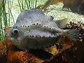 Jan 1, 2003 - New England Aquarium, Boston, Massachusetts
