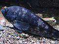 Jan 1, 2003 - New England Aquarium, Boston, Massachusetts