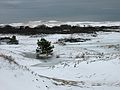 Jan 5, 2003 - Parker River National Wildlife Refuge, Plum Island, Massachusetts.
