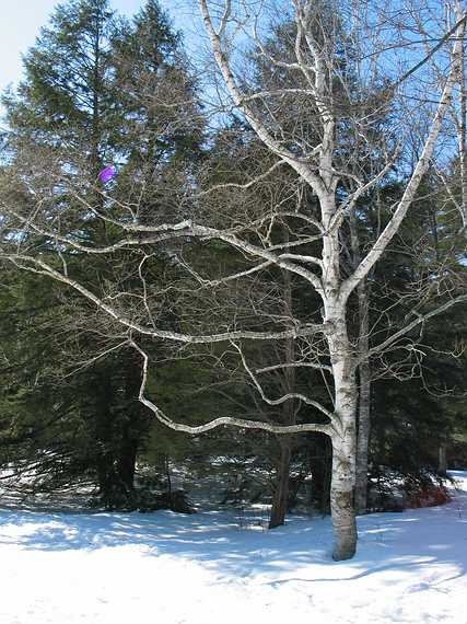 Feb 21, 2003 - Maudslay State Park, Newburyport, Massachusetts.<br />Birch.