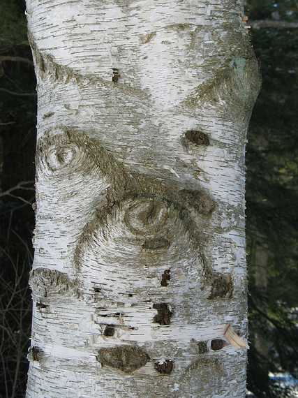 Feb 21, 2003 - Maudslay State Park, Newburyport, Massachusetts.<br />A face in the birch?