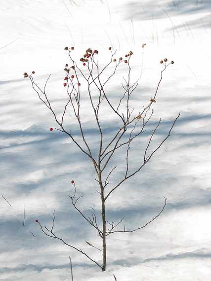Feb 21, 2003 - Maudslay State Park, Newburyport, Massachusetts.