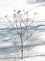 Feb 21, 2003 - Maudslay State Park, Newburyport, Massachusetts.
