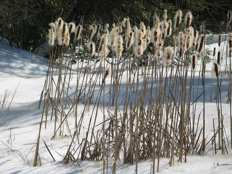 Feb 21, 2003 - Maudslay State Park, Newburyport, Massachusetts.<br />Cattails.