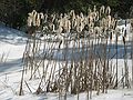 Feb 21, 2003 - Maudslay State Park, Newburyport, Massachusetts.<br />Cattails.