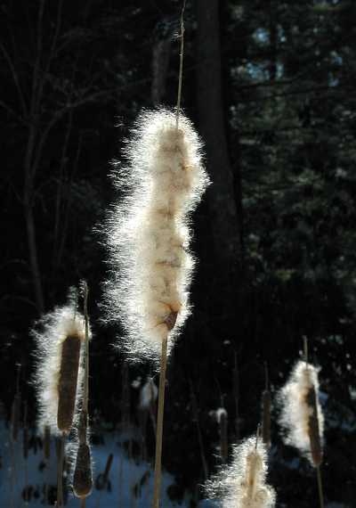 Feb 21, 2003 - Maudslay State Park, Newburyport, Massachusetts.<br />Cattails.