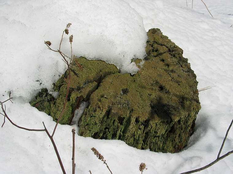 Feb 21, 2003 - Maudslay State Park, Newburyport, Massachusetts.<br />A tree stump.