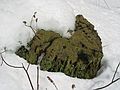 Feb 21, 2003 - Maudslay State Park, Newburyport, Massachusetts.<br />A tree stump.