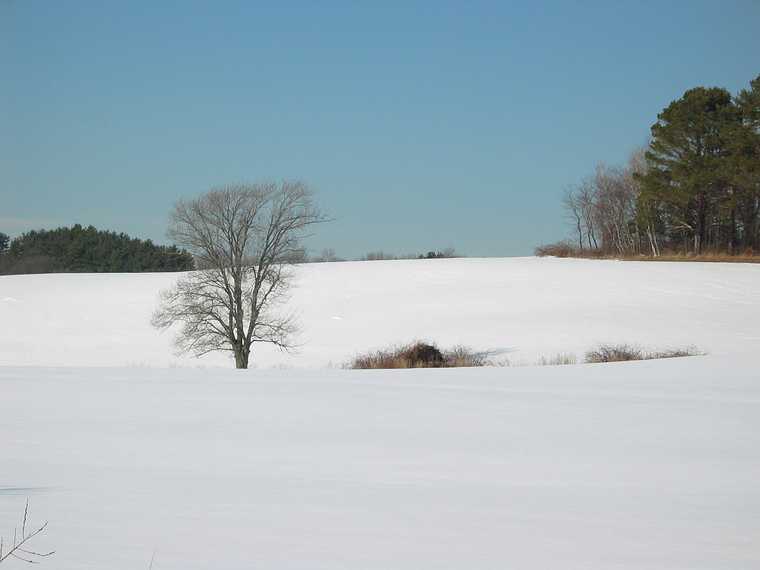 March 7, 2003 - Farm off Bridge Street, West Newbury, Massachusetts.