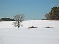 March 7, 2003 - Farm off Bridge Street, West Newbury, Massachusetts.