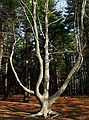 April 15, 2003 - Maudslay State Park, Newburyport, Massachusetts.