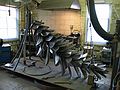 April 18, 2003 - Joyce's studio in Amesbury, Massachusetts.<br />Chicago's Navy Pier Project.<br />The pine cone core is almost completely populated by scales.