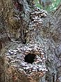 April 29, 2003 - Maudslay State Park, Newburyport, Massachusetts.