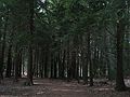 April 29, 2003 - Maudslay State Park, Newburyport, Massachusetts.