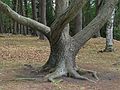 April 29, 2003 - Maudslay State Park, Newburyport, Massachusetts.