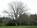 April 29, 2003 - Maudslay State Park, Newburyport, Massachusetts.