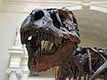 May 8, 2003 - Chicago, Illinois.<br />Sue's (Tiranosaurus Rex) head at the Field Museum.