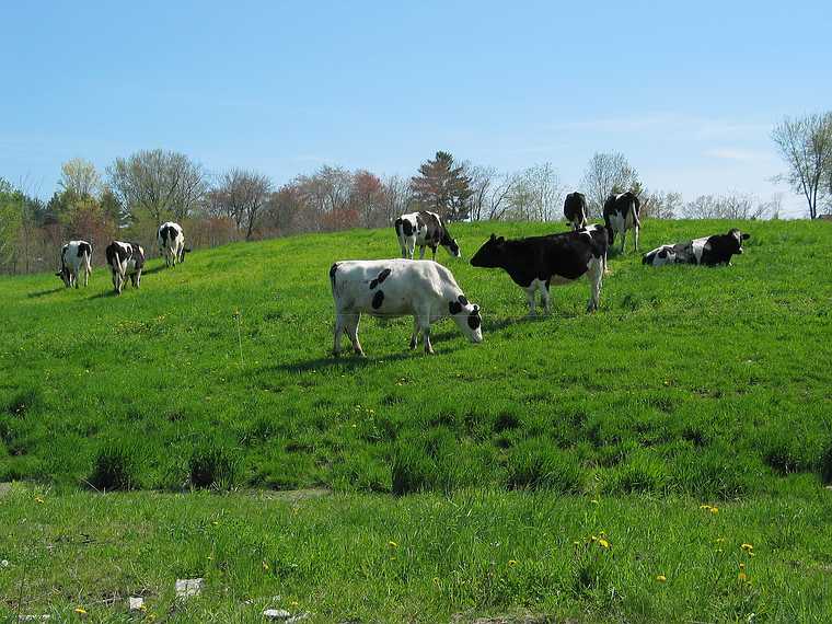 May 17, 2003 - Eliot, Maine.<br />Antoinette Prien-Schultze's home/farm.
