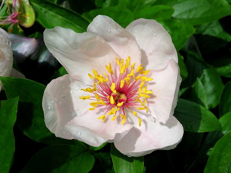 June 8, 2003 - Maudslay State Park, Newburyport, Massachusetts.<br />Carl and Egils' birthday celebration and the Maudslay Outdoor sculpture show.<br />A peonie.