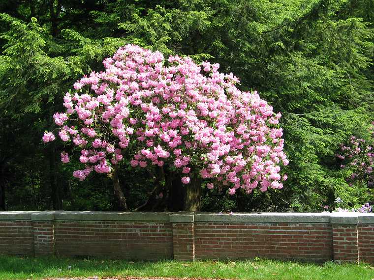 June 8, 2003 - Maudslay State Park, Newburyport, Massachusetts.<br />Carl and Egils' birthday celebration and the Maudslay Outdoor sculpture show.<br />A rhododendron.