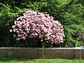 June 8, 2003 - Maudslay State Park, Newburyport, Massachusetts.<br />Carl and Egils' birthday celebration and the Maudslay Outdoor sculpture show.<br />A rhododendron.