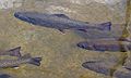 June 15, 2003 - Along NC-276 in the Pisgah National Forest, North Carolina.<br />Pisgah Fish Hatchery at the Pisgah Center for Wildlife Education.