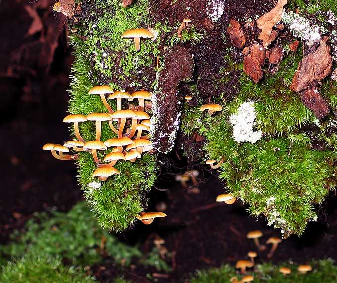 June 15, 2003 - Along US-64 between Highlands and Franklin, North Carolina.<br />Tiny mushrooms on path to Dry Falls.