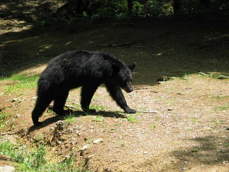 June 17, 2003 - Cades Cove, Great Smoky Mountains National Park, Tennessee.<br />Black bear at Elijah Oliver's place.