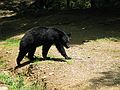 June 17, 2003 - Cades Cove, Great Smoky Mountains National Park, Tennessee.<br />Black bear at Elijah Oliver's place.