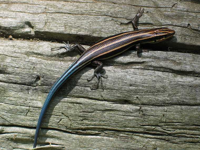 June 17, 2003 - Cades Cove, Great Smoky Mountains National Park, Tennessee.<br />Blue tailed skink lizard at Cable Mills area.