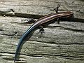 June 17, 2003 - Cades Cove, Great Smoky Mountains National Park, Tennessee.<br />Blue tailed skink lizard at Cable Mills area.